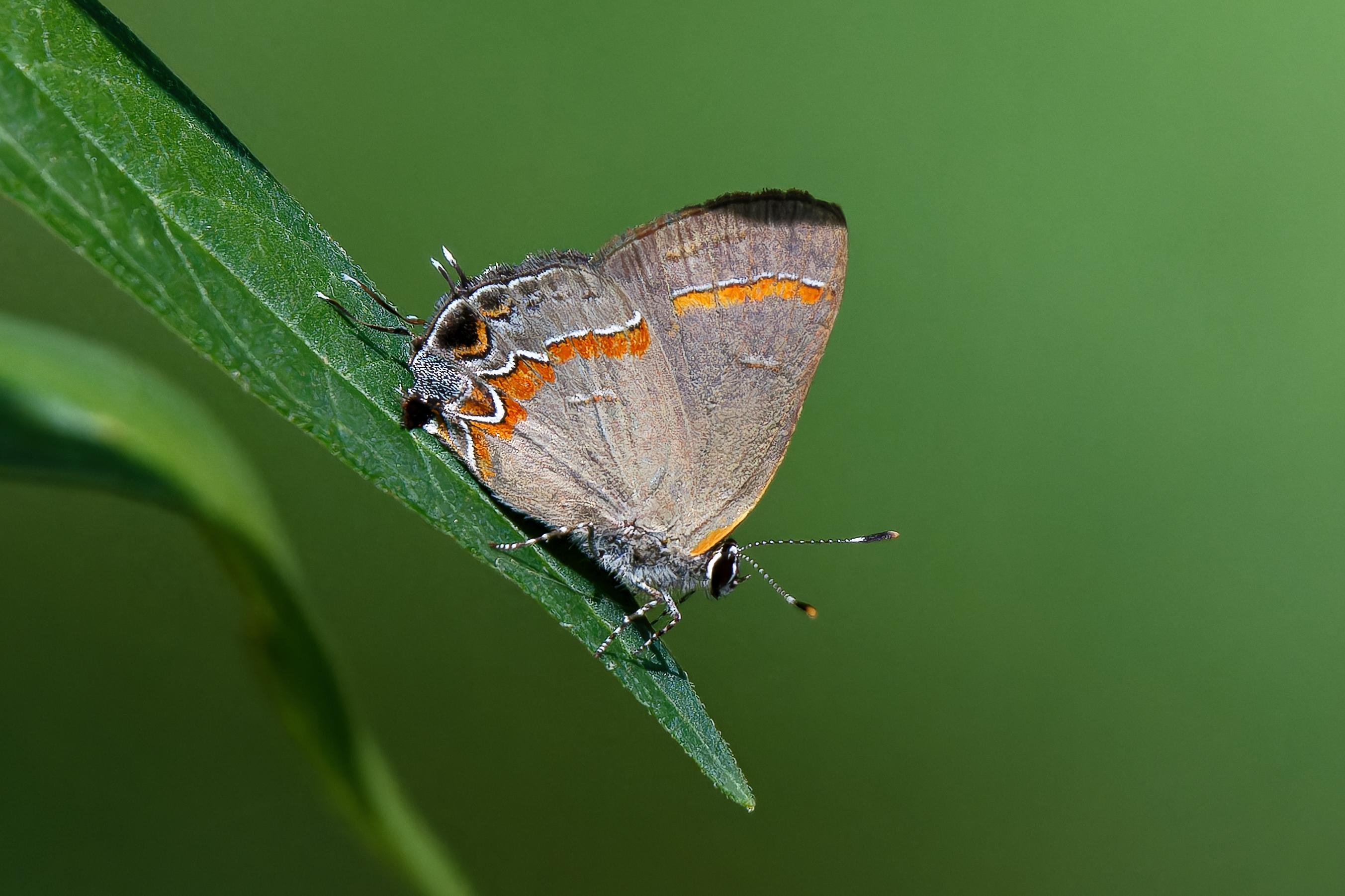 2nd PrizeOpen Nature In Class 2 By Judith Picciotto For Red Banded Hairstreak SEP-2024.jpg